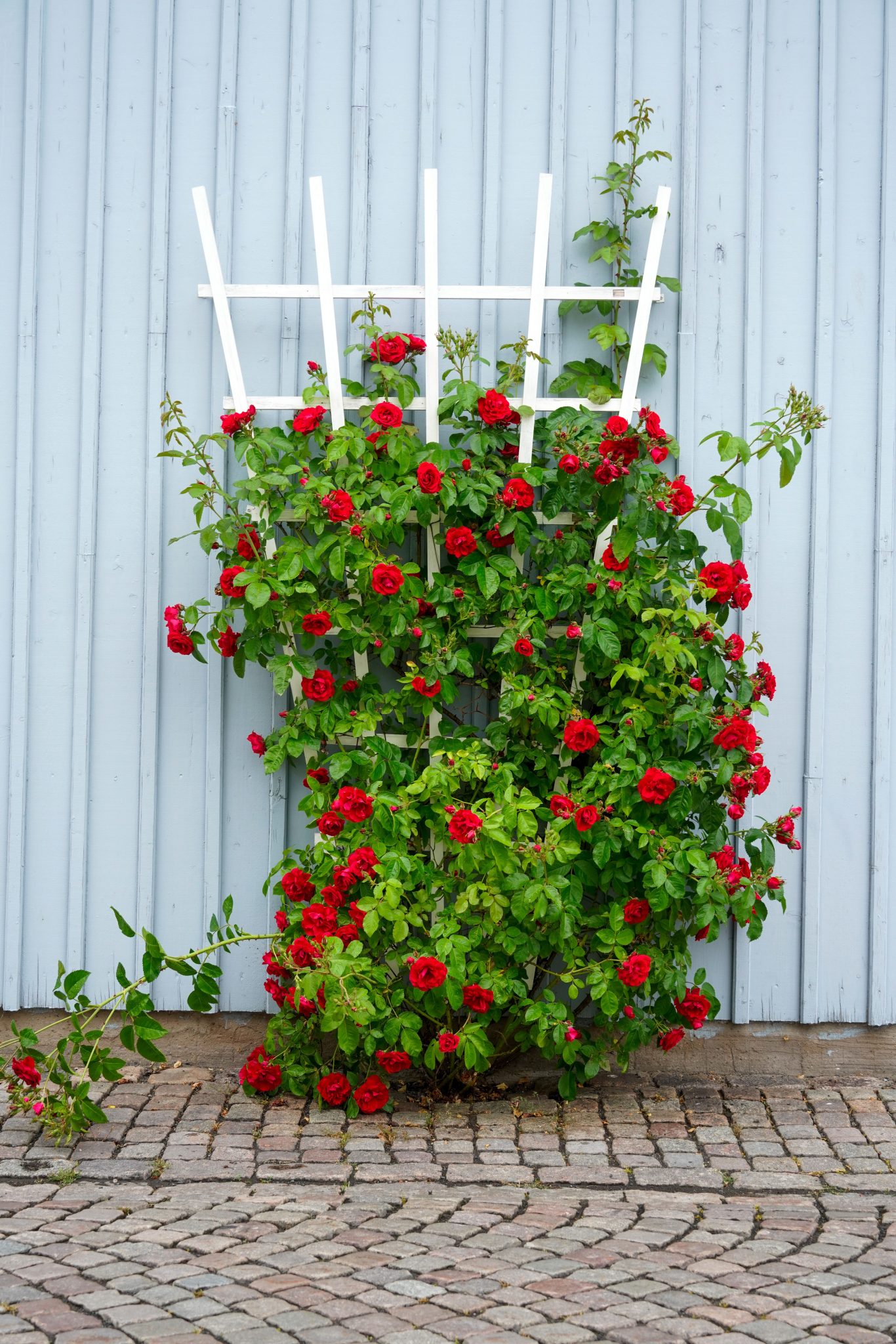 Vibrant red roses climb a white trellis against a blue wall, contrasting beautifully.