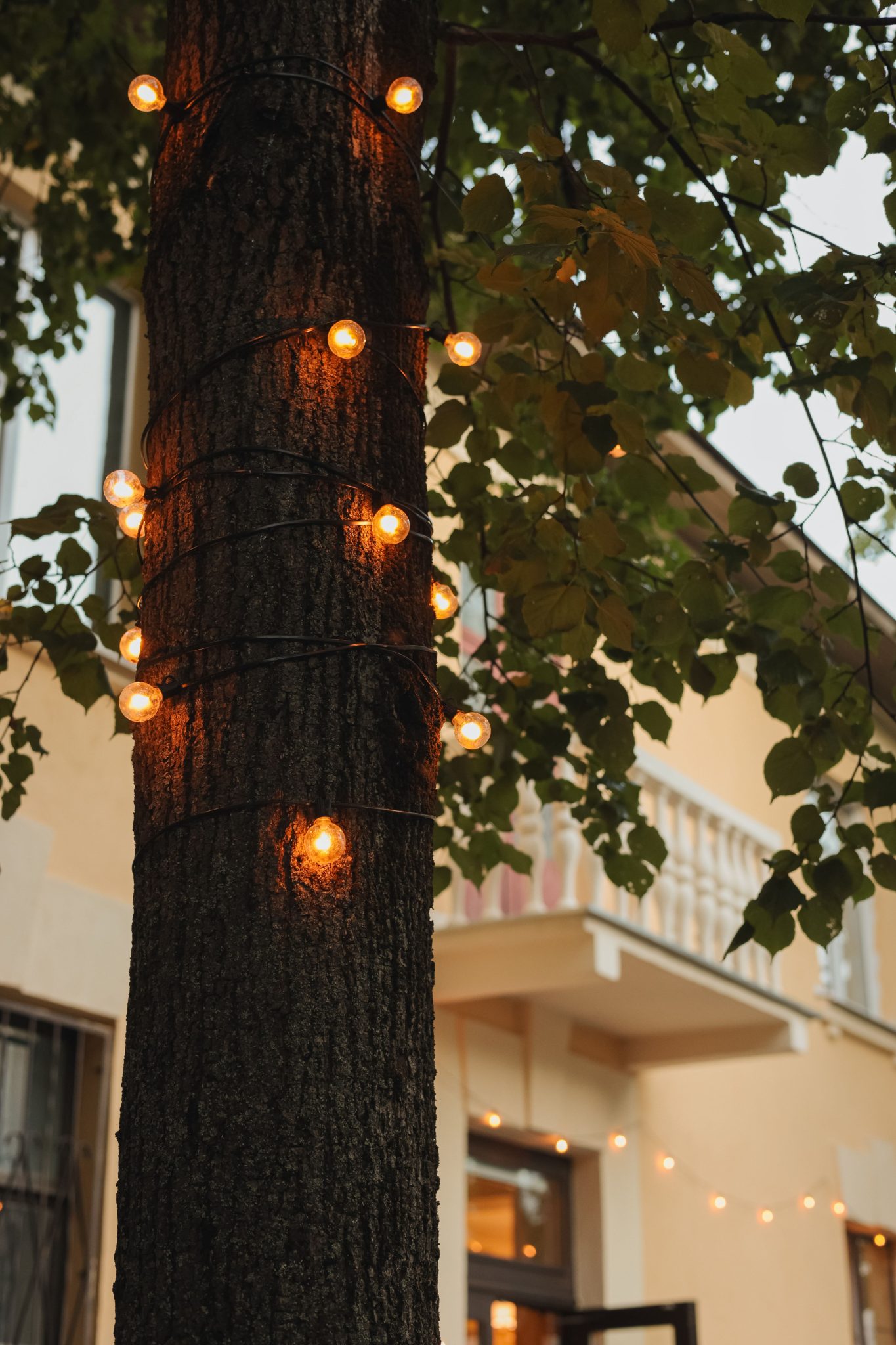 Warm ambient string lights wrapped around a tree trunk outdoors, creating a cozy atmosphere.