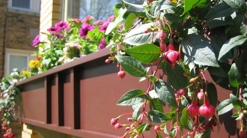Window Boxes in the Windy City | Arts & Crafts Homes Online