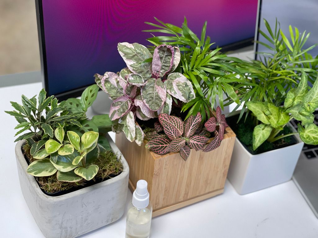 12 Desk Plants That Don't Need Sunlight - THE SAGE