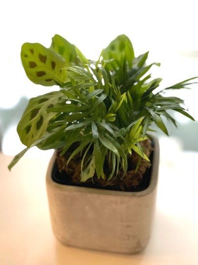 12 Desk Plants That Don't Need Sunlight - THE SAGE