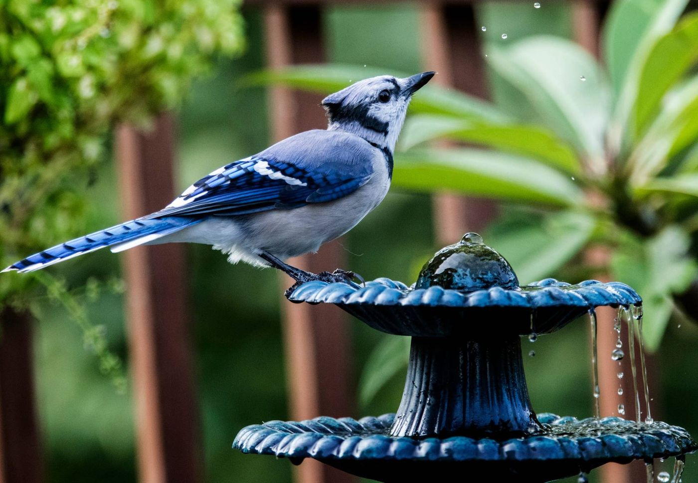 13 Bird Bath Ideas to Make Your Garden a Feathered Paradise - Dengarden