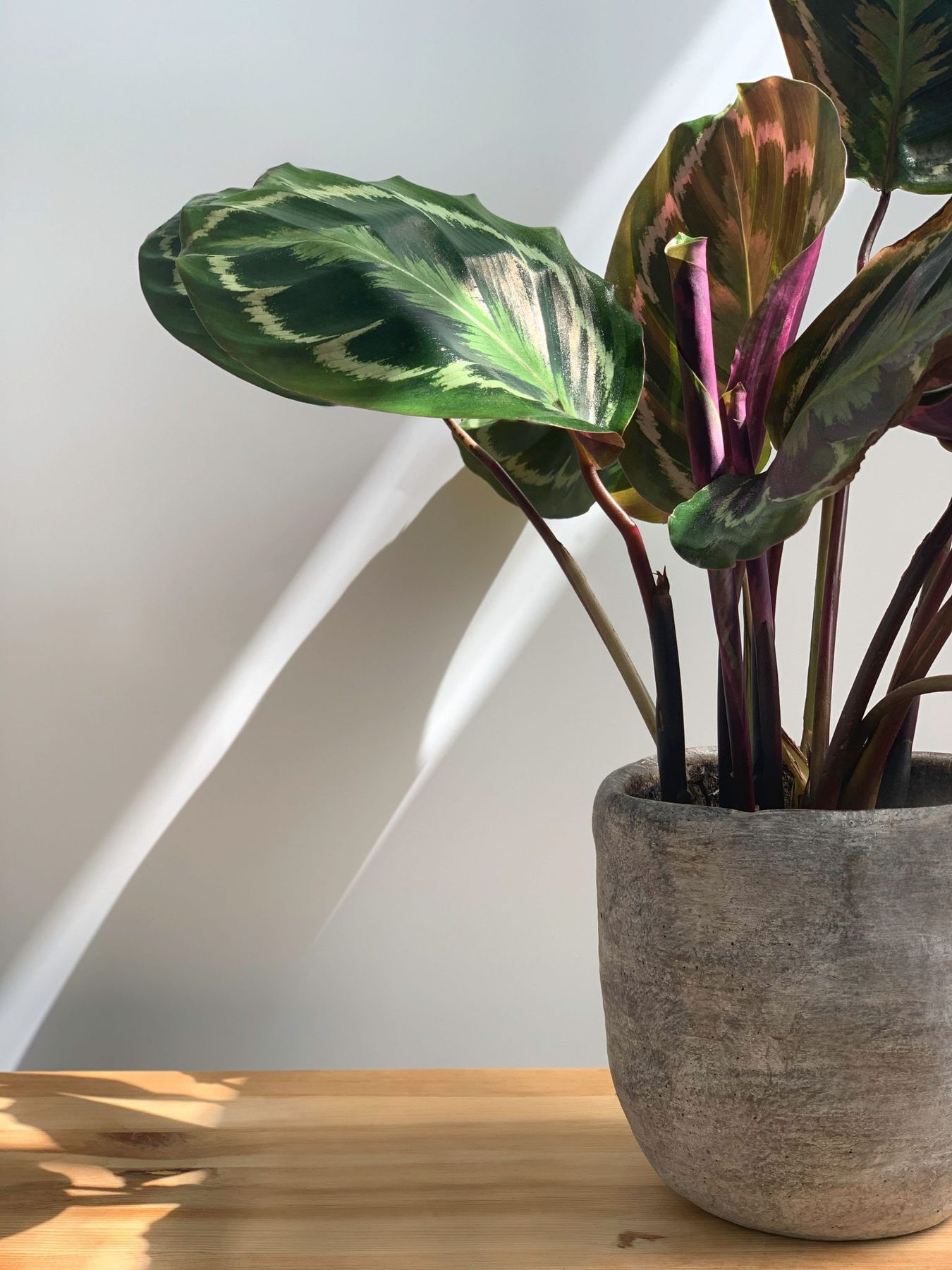 A Calathea plant with vibrant leaves in a stone pot on a wooden surface, bathed in natural light.