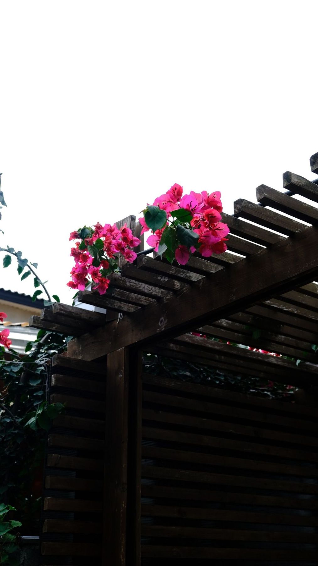 A close-up of vibrant pink bougainvillea flowers on a wooden pergola against a clear sky.