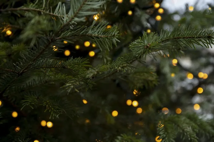 A Festive Guide to the Best Estes Park Holiday Lights - Brynwood on the River
