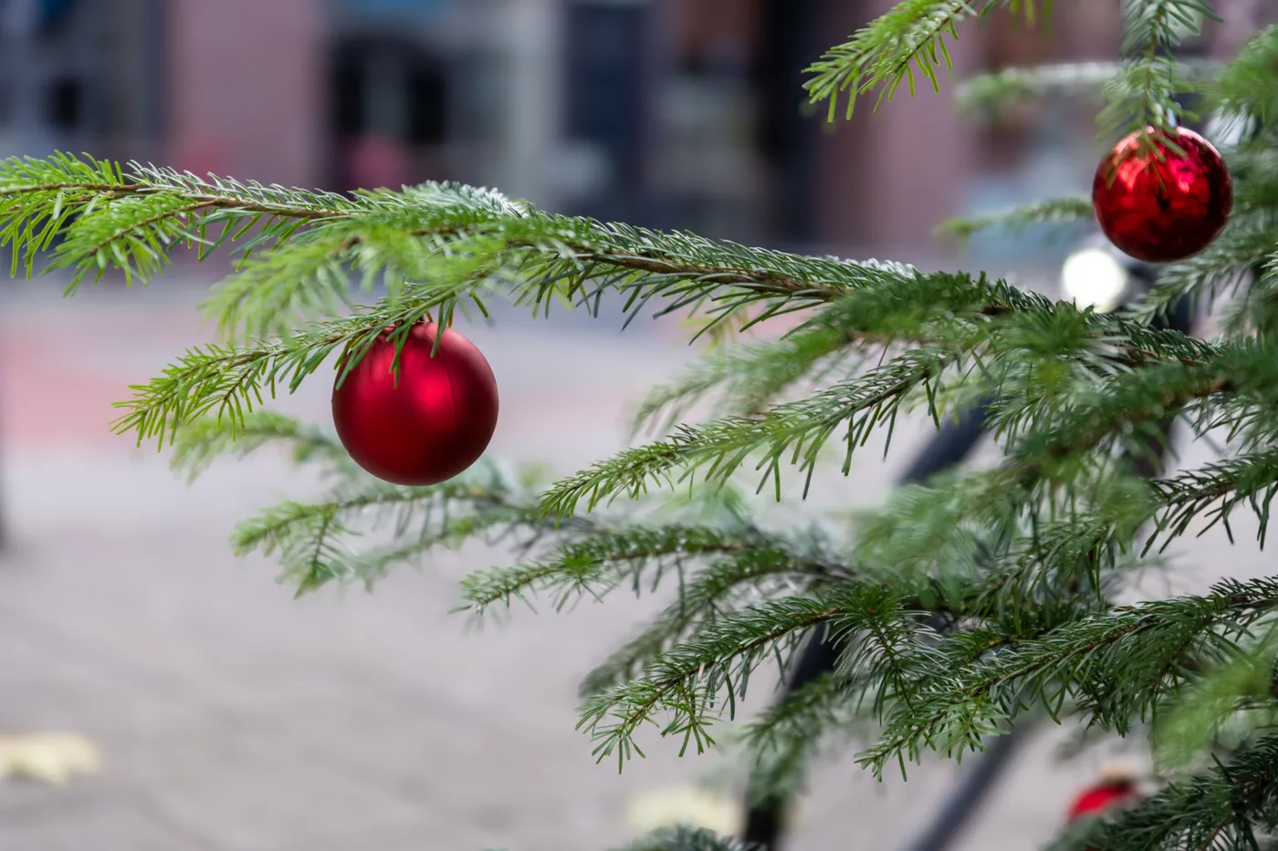A festive red Christmas bauble hanging on a fir tree branch outdoors, capturing the holiday spirit.