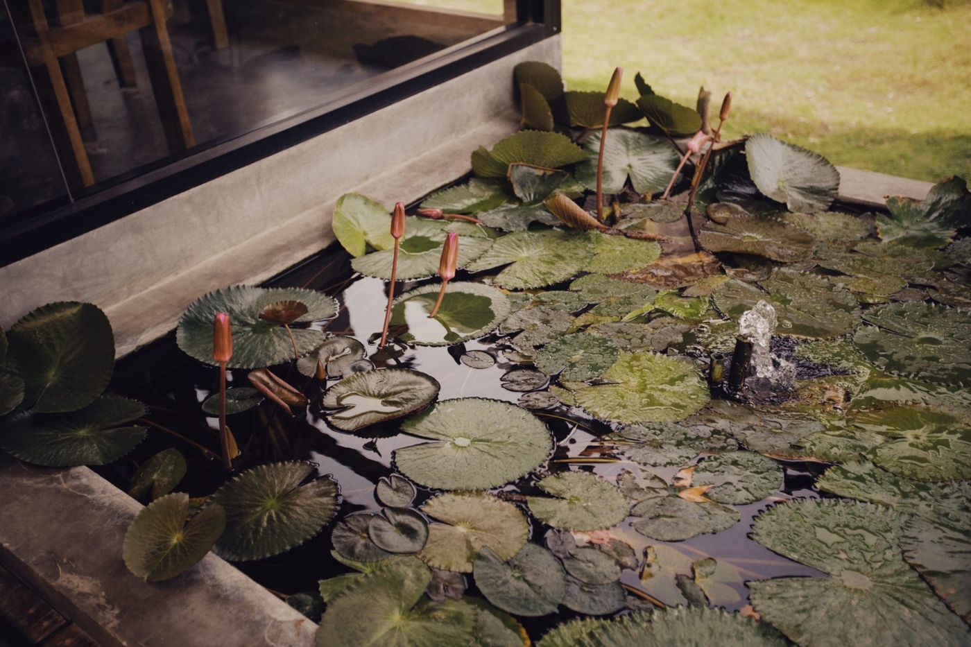 A tranquil pond filled with lily pads and a gentle water fountain, ideal for relaxation scenes.