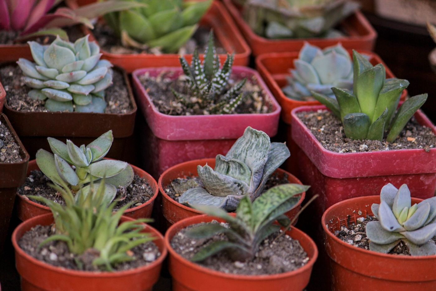 A vibrant collection of various succulents in small pots, perfect for home decor and gardening enthusiasts.
