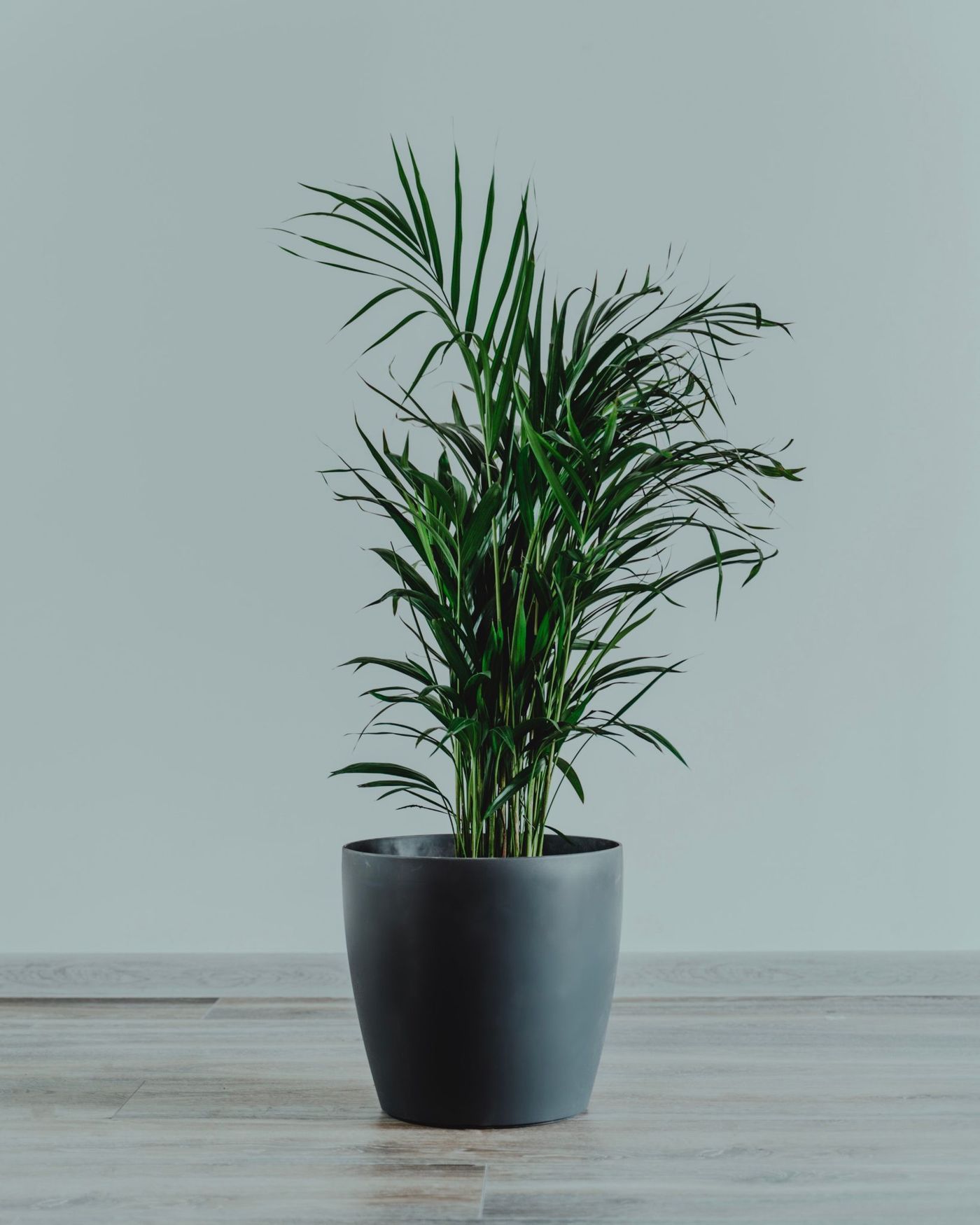 A vibrant indoor palm plant in a sleek pot against a minimalist background.