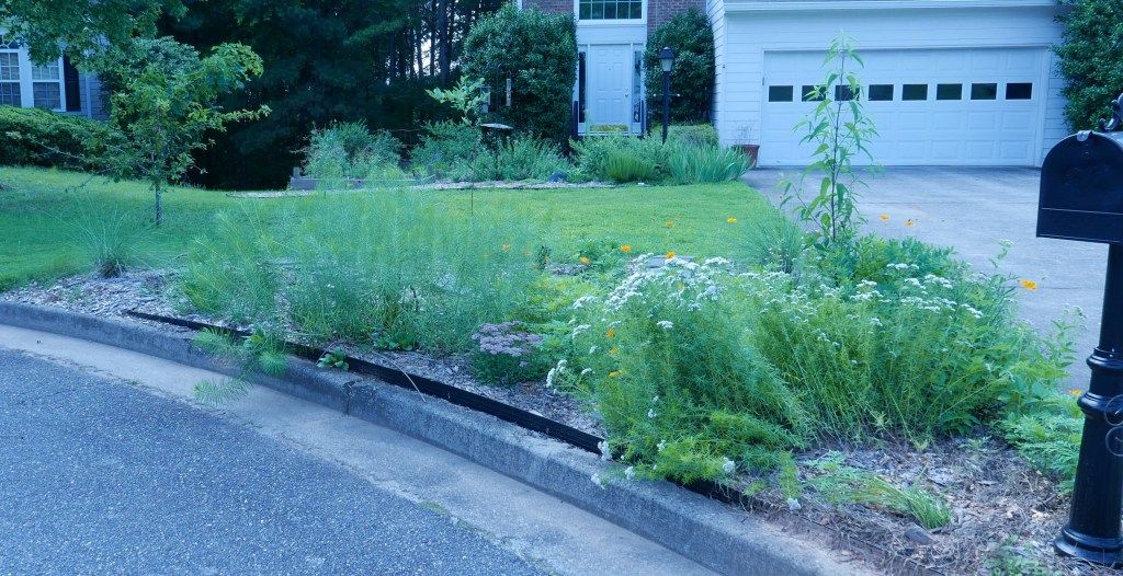 Adding Natives: Mailbox Edition – Go Wildscaping