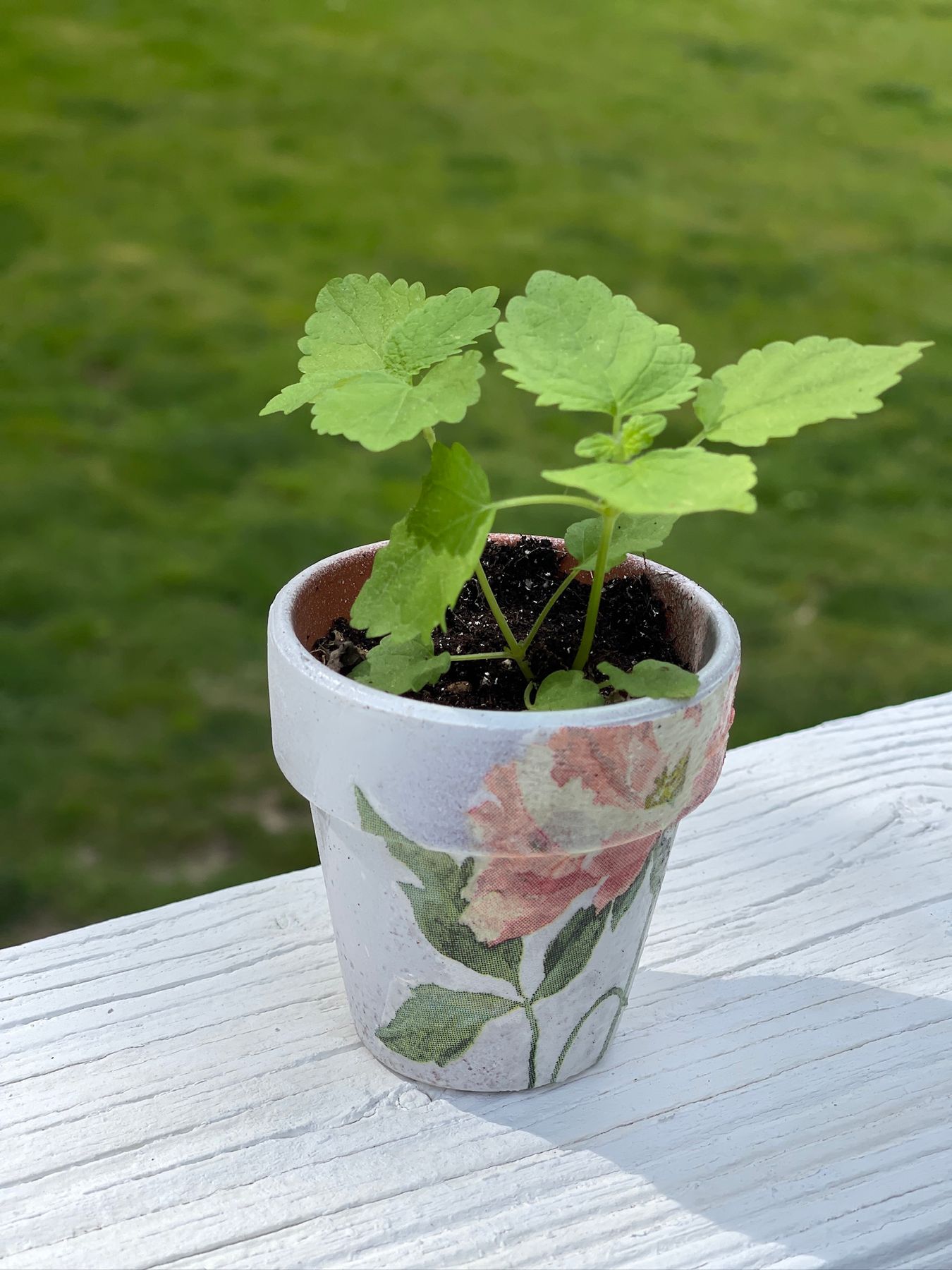An Easy DIY-Herb Garden Pots - Feet Under My Table