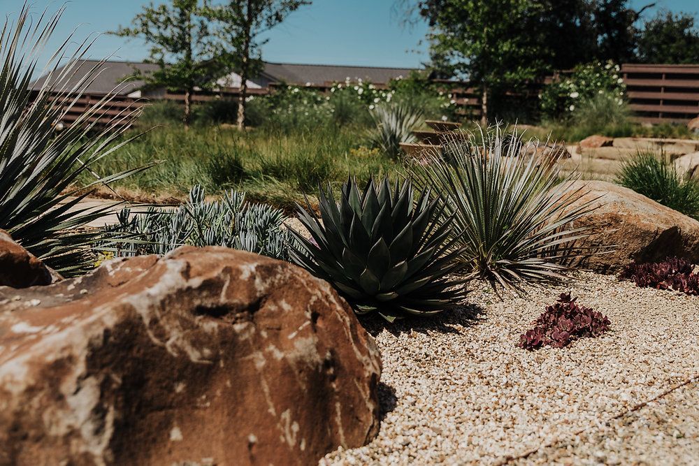 Backyard Xeriscape Ideas That Blend Beauty With Water Conservation