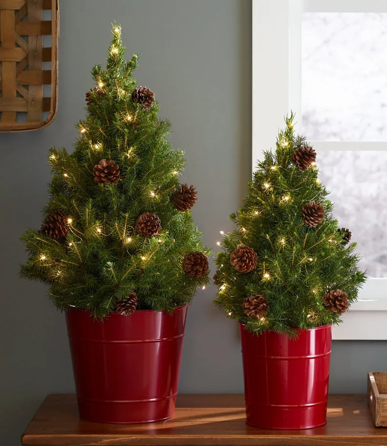 Best Live Tabletop Christmas Trees | 2022 | PS Home