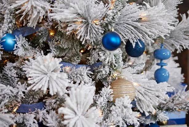 Best Living Christmas Tree Types | HGTV