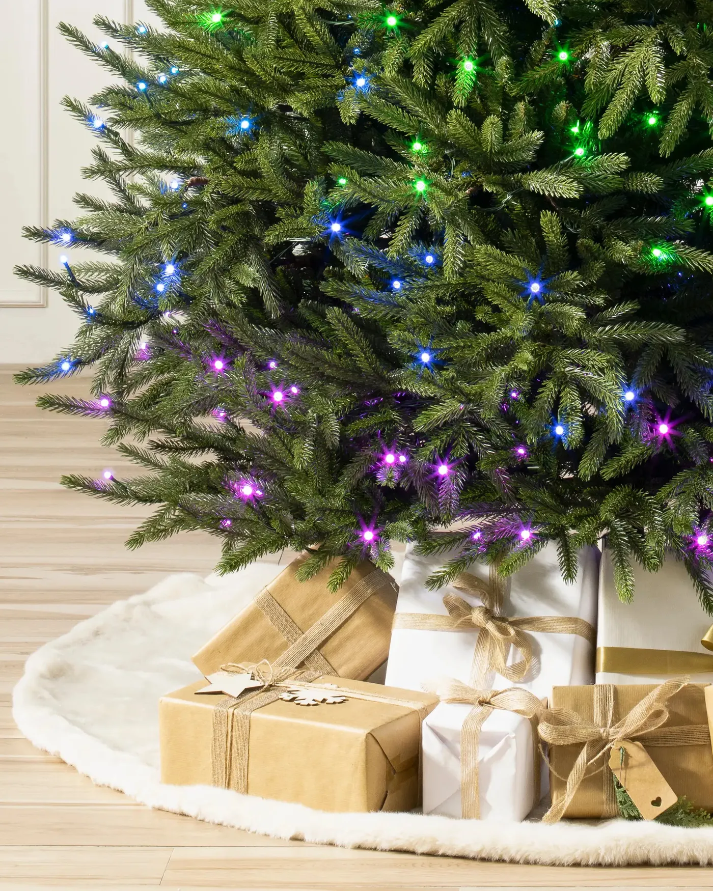 Black Hills Spruce - Grow Xmas Trees