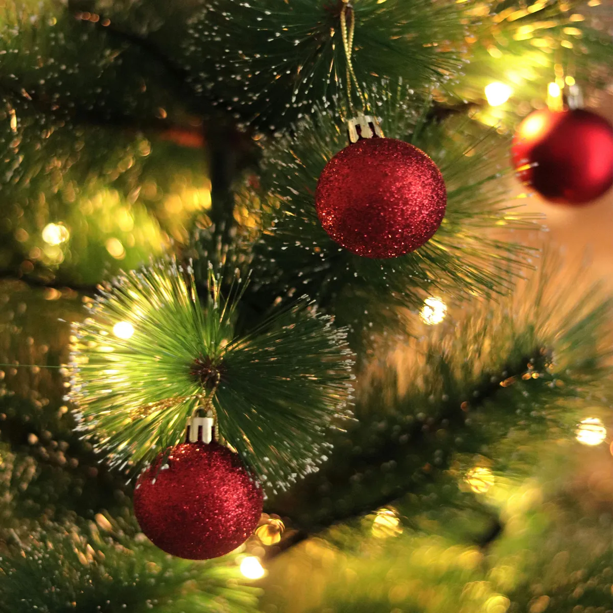 Chirstmas Trees - New Leaf Farms And Garden
