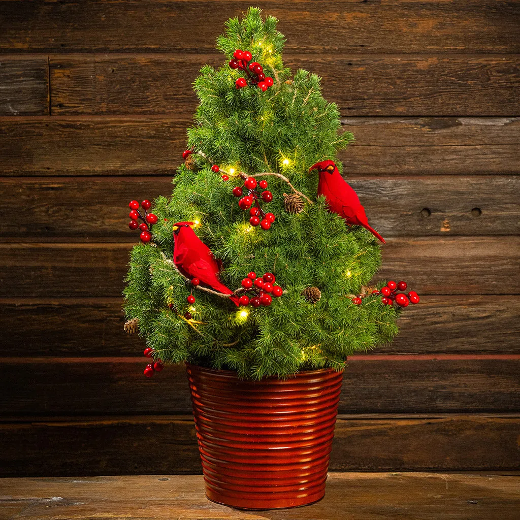 Christmas Trees – Lynch Creek Farm