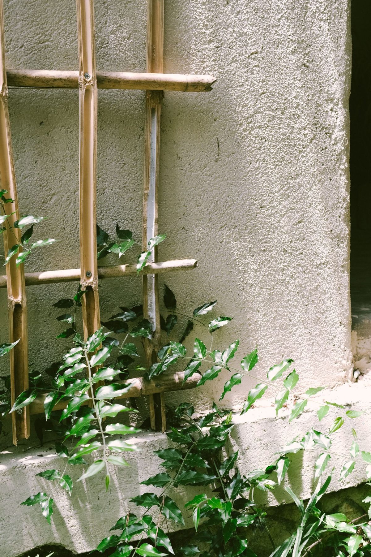 Close-up of green leaves climbing a wooden trellis on a textured wall. Natural light.