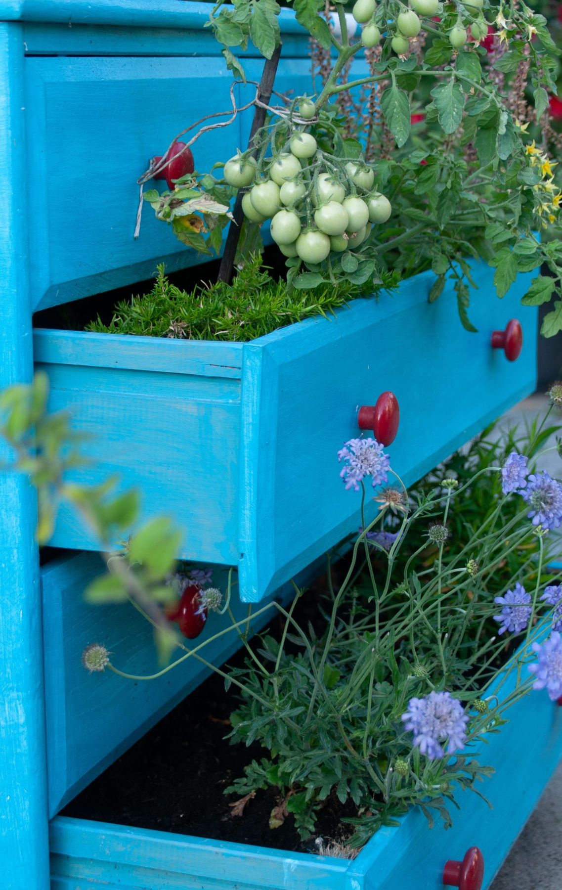 Creative planter made from blue drawers featuring green tomatoes and vibrant flowers, ideal for urban gardening inspiration.