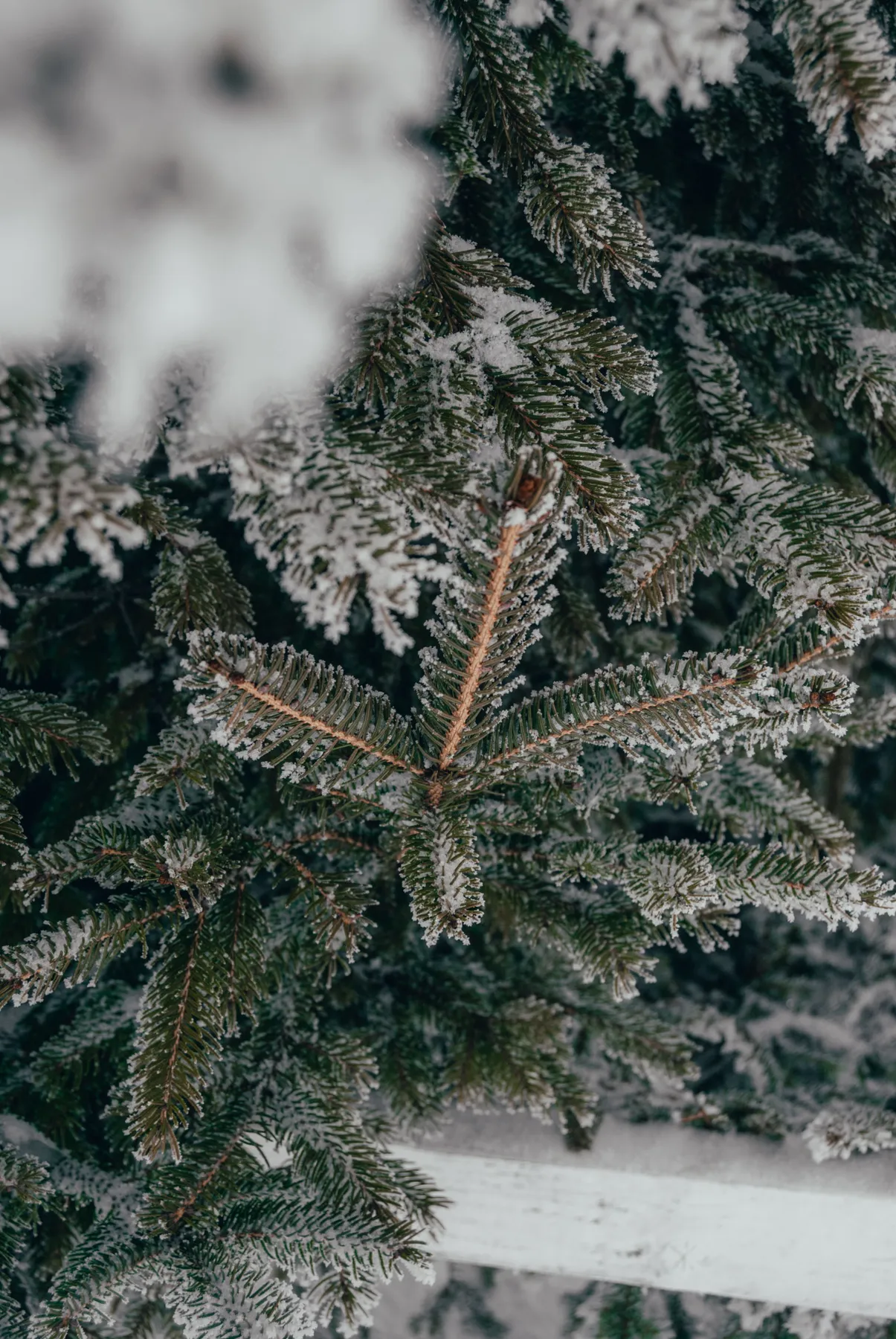 Detailed shot of snow-dusted evergreen branches in winter.