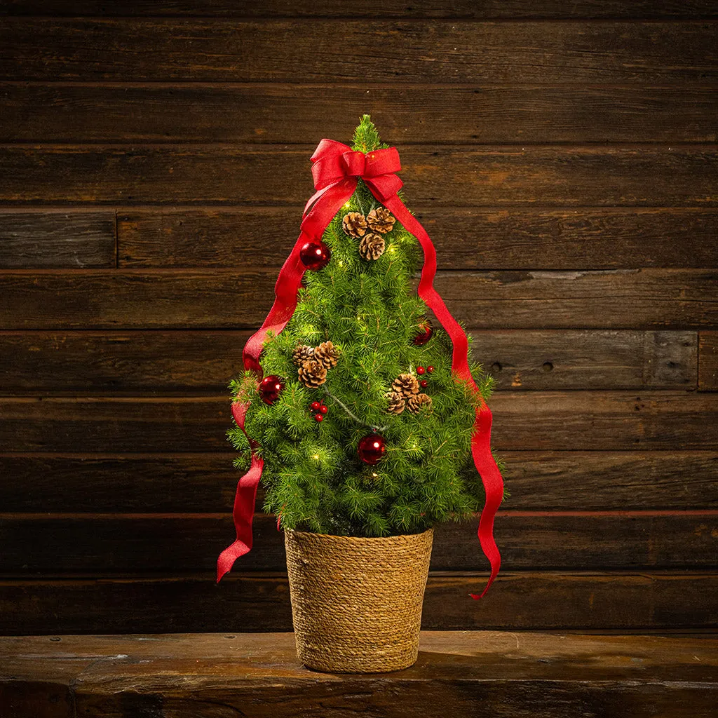 Elegant Magic in Miniature: Decorating with Dwarf Alberta Spruce Chris –  Lynch Creek Farm