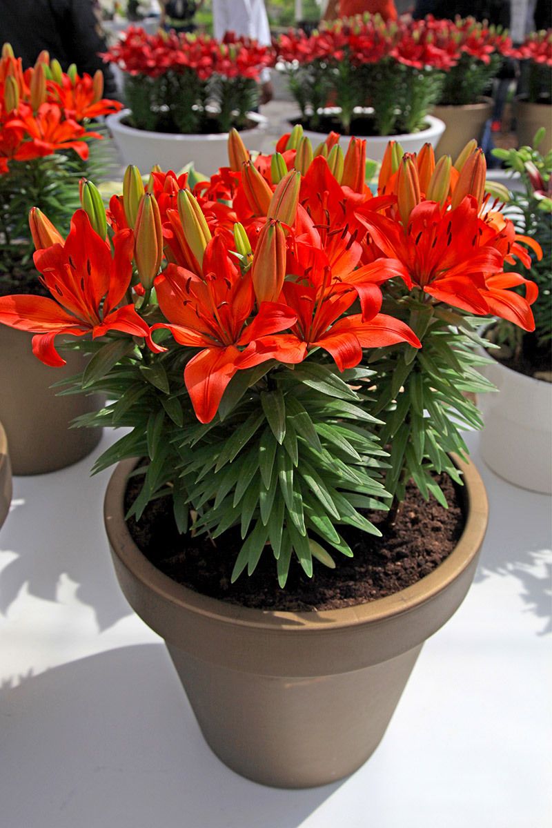 Enhance Productivity with Easy-Care Office Plant Ideas -