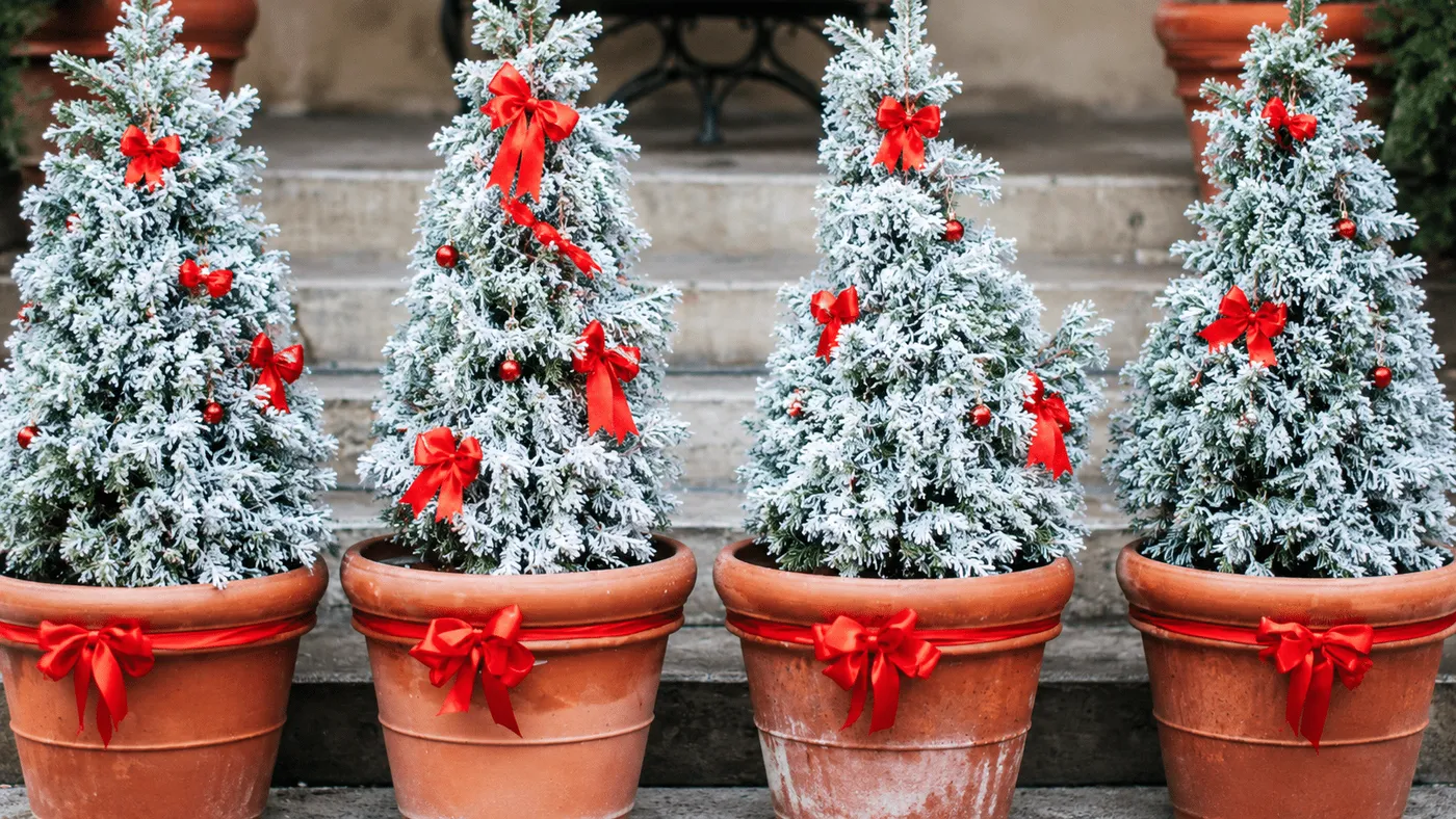 Flock Live Snow Flock | Flock for Living Christmas Trees & Plants