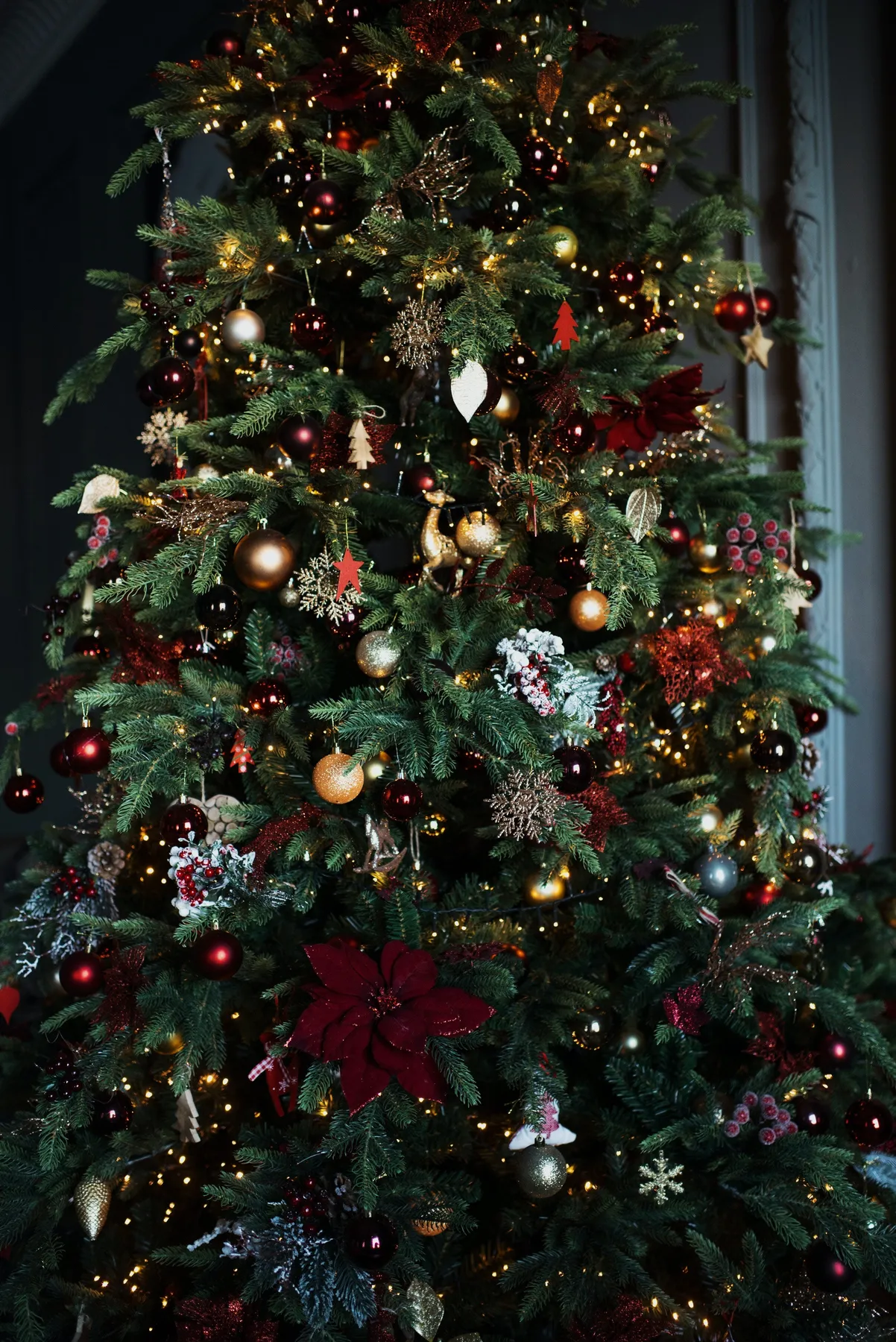 Fraser Fir Christmas Tree – Clements Christmas Trees