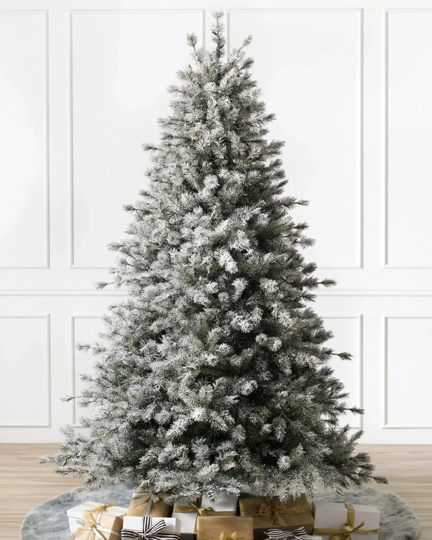 Frosted Sugar Pine® Tree - Grow Xmas Trees