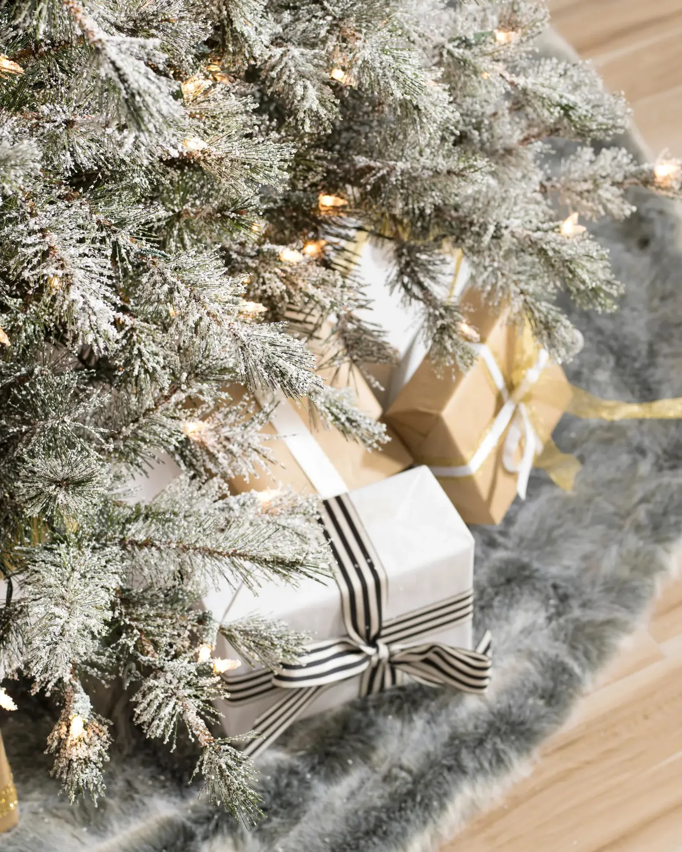 Frosted Sugar Pine® Tree - Grow Xmas Trees