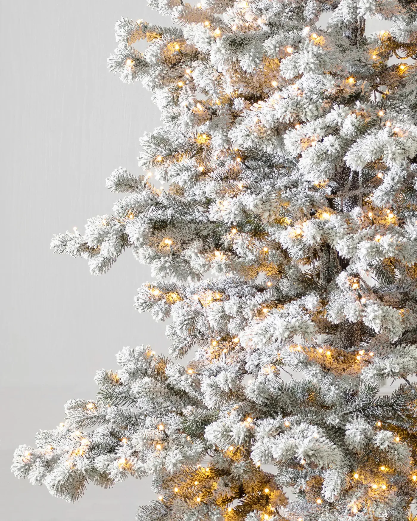 Frosted Yukon Spruce® - Grow Xmas Trees