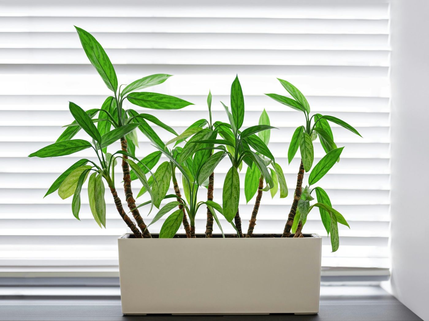 Green plant in a white pot by a window