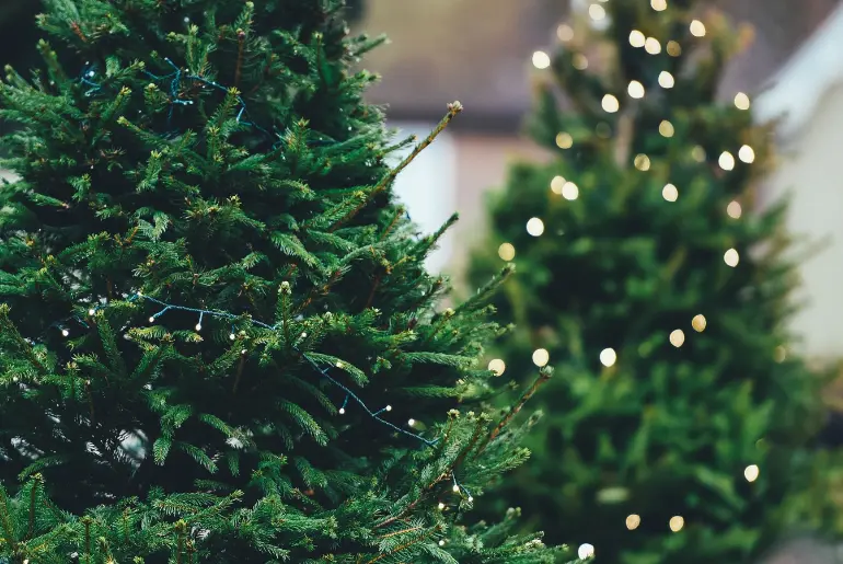 How Did The Christmas Tree Become The Heartbeat Of Christmas? Take A Look Into The History!