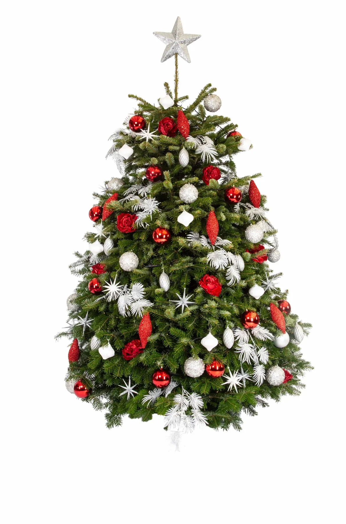 Live Interior Christmas Tree - Crimson Christmas