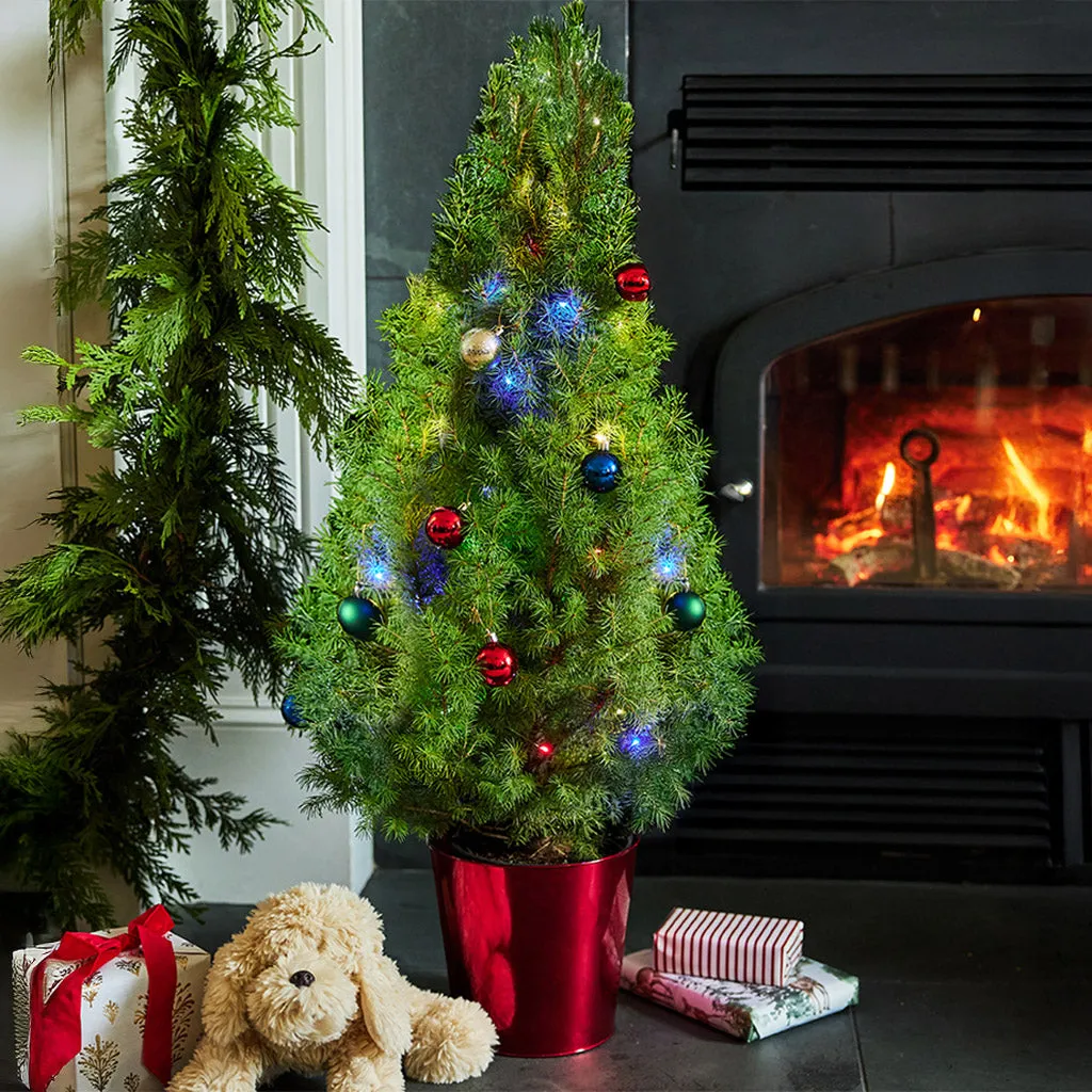 Living Christmas Trees – Lynch Creek Farm