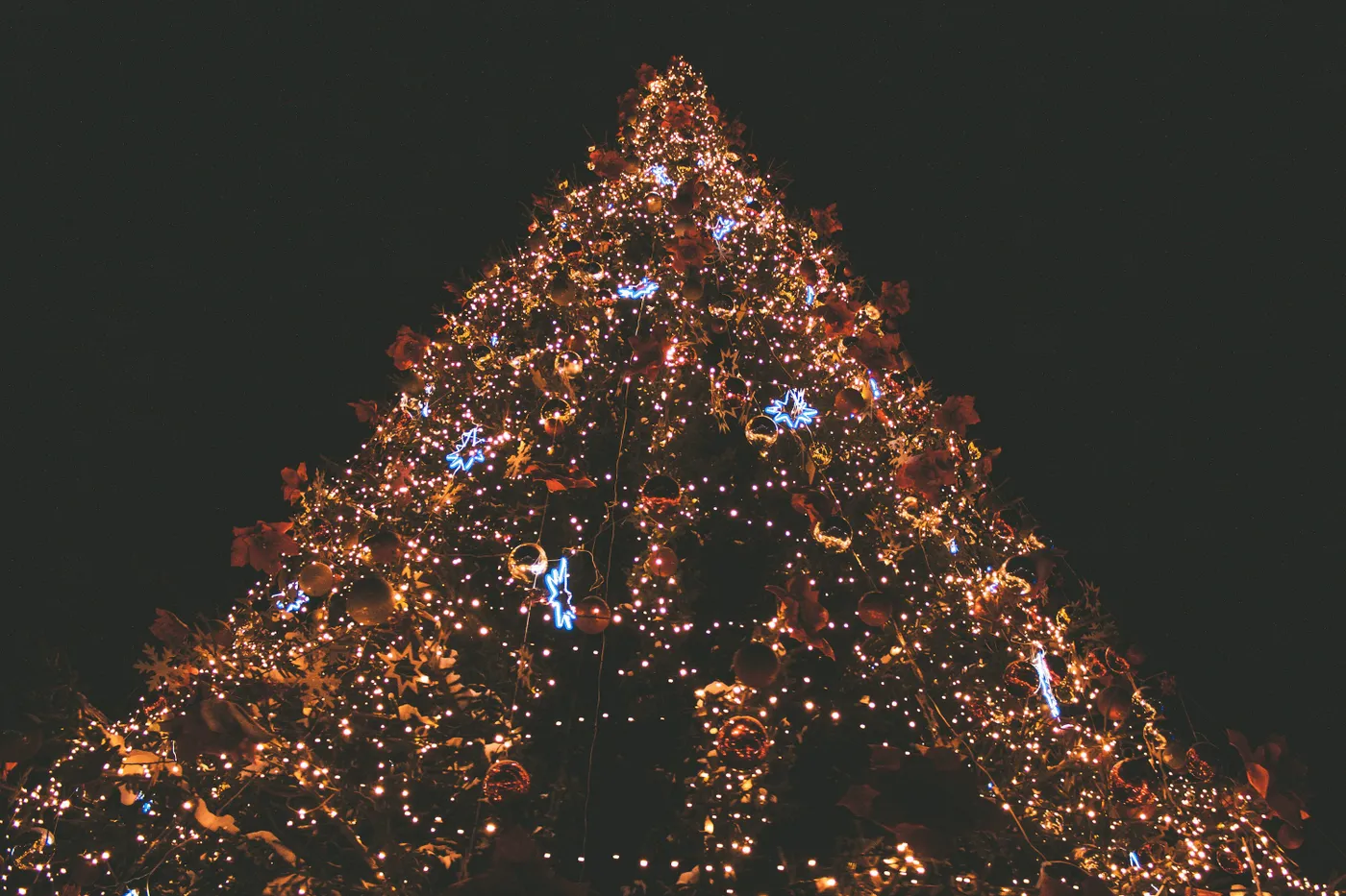 Low angle photo of lighted Christmas tree - Free Photo on Unsplash