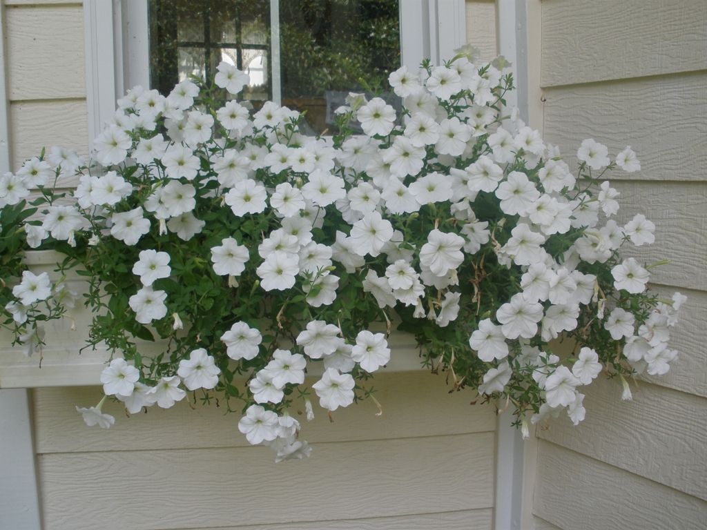 MARIETTE'S BACK TO BASICS: {Our Fiberglass Window Boxes & Double Cascade Pink Petunias}