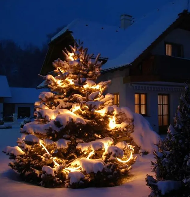 Outdoor Christmas Trees, Green Ideas and Creative Alternative Designs for  Winter Holidays