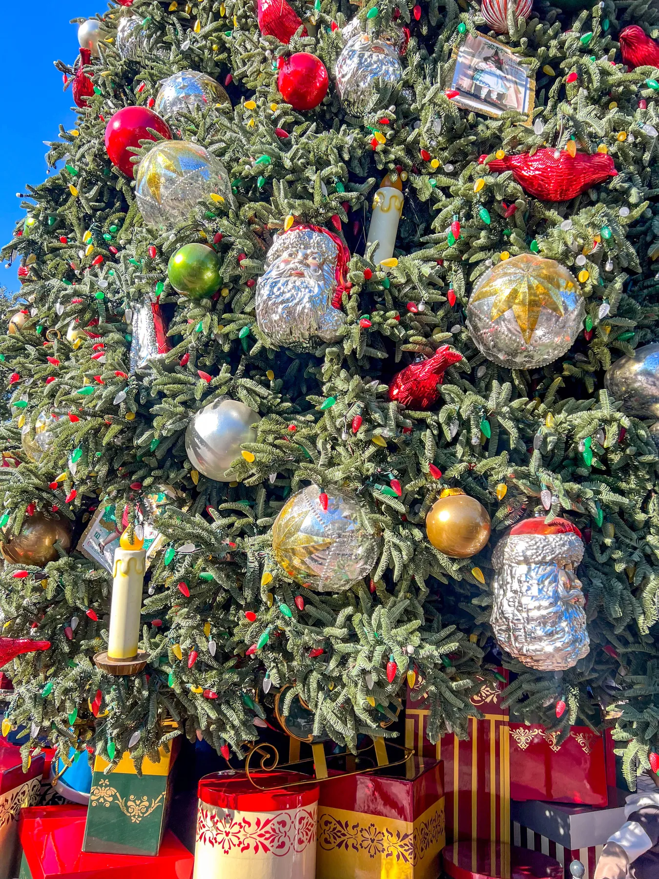 PHOTOS: The Christmas Tree Has Arrived at Disneyland Park! - MickeyBlog.com