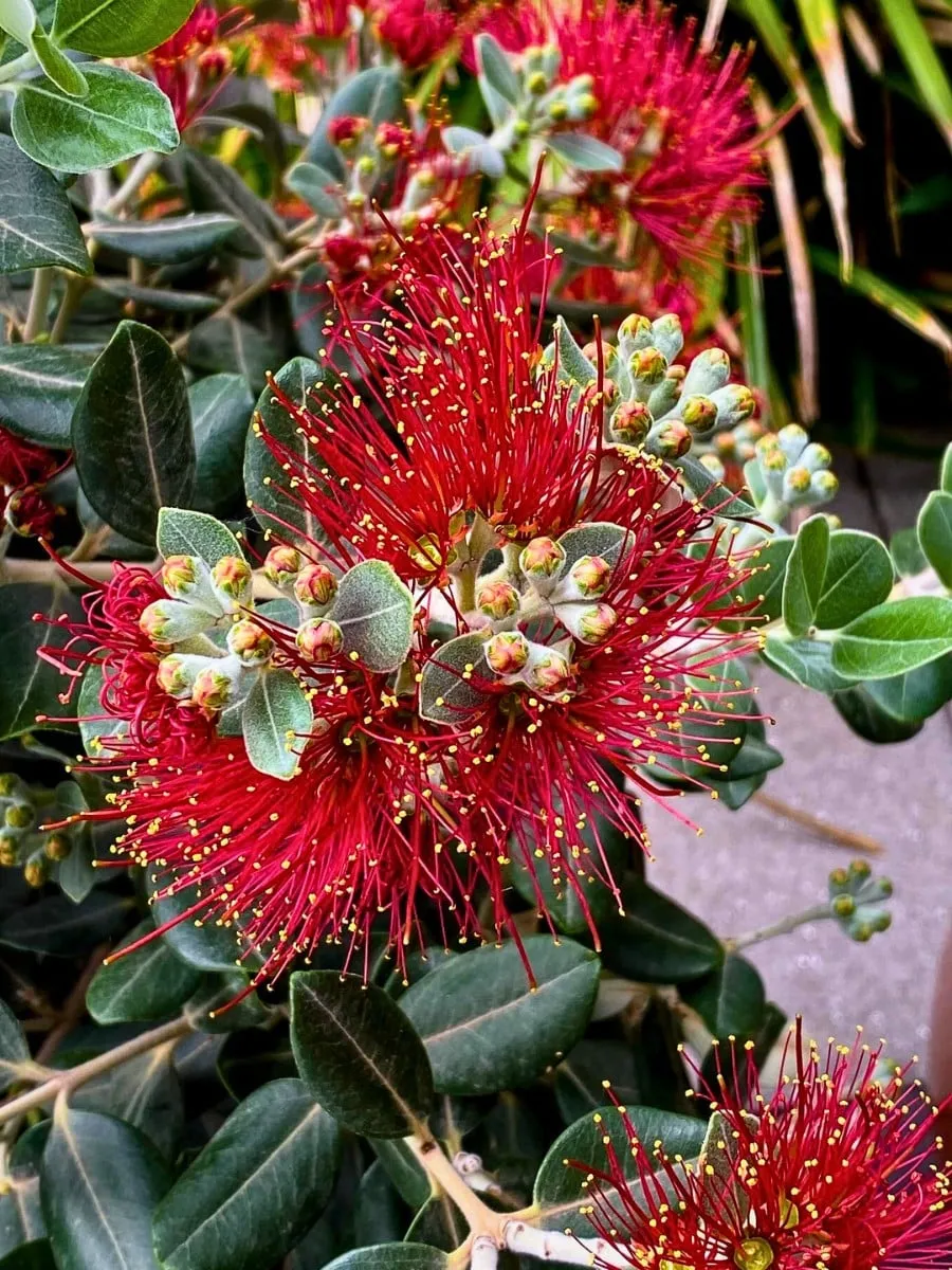 Pōhutukawa, the Crimson Flowered Tree of New Zealand