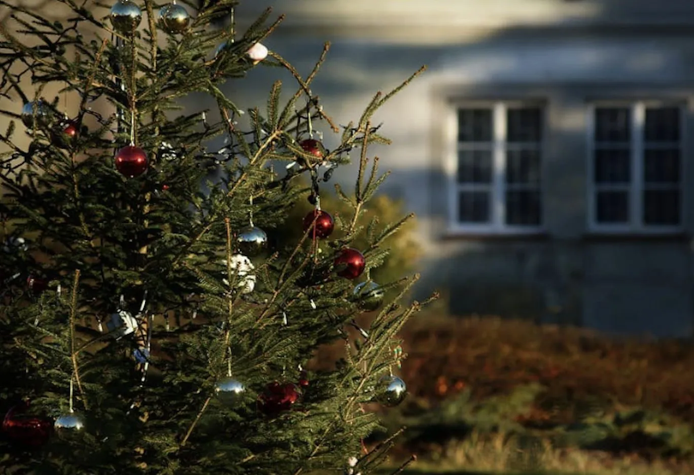Plant a Live Christmas Tree in 6 Easy Steps