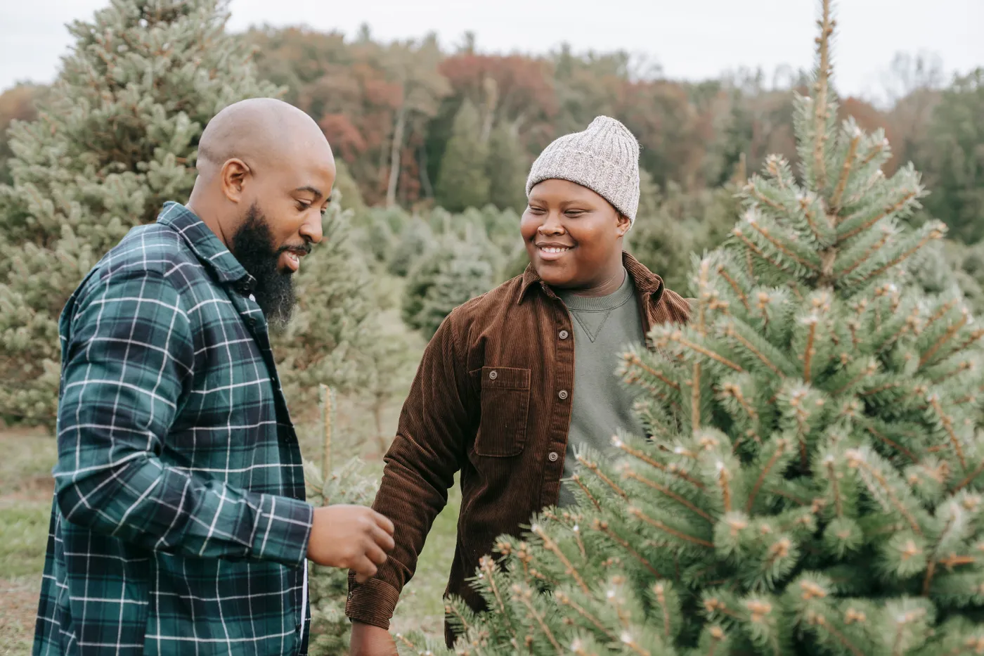 Positive African American father with son wearing casual clothes standing near spruce with green thin needles in Christmas tree farm