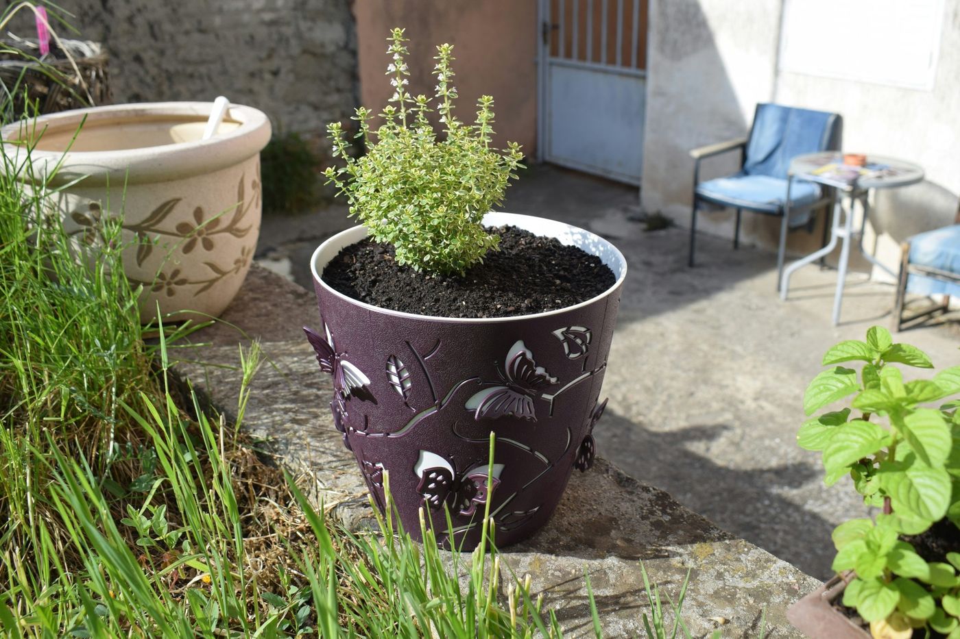 Potted green plant in a decorative purple pot
