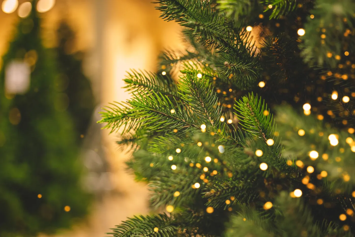 Safe Removal of Holiday Lights - Trend Yard