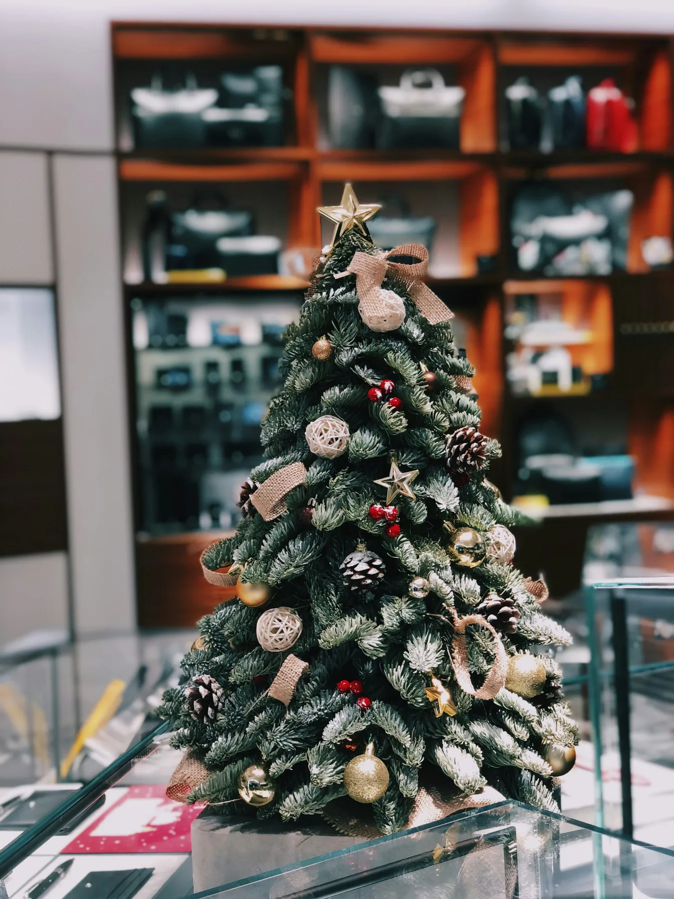 Selective focus photography of green mini Christmas tree - Free Photo on Unsplash
