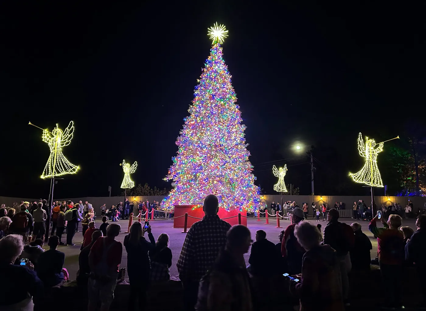 Silver Dollar City lights up new live Grand Fir tree for the holidays – Branson Christmas Info