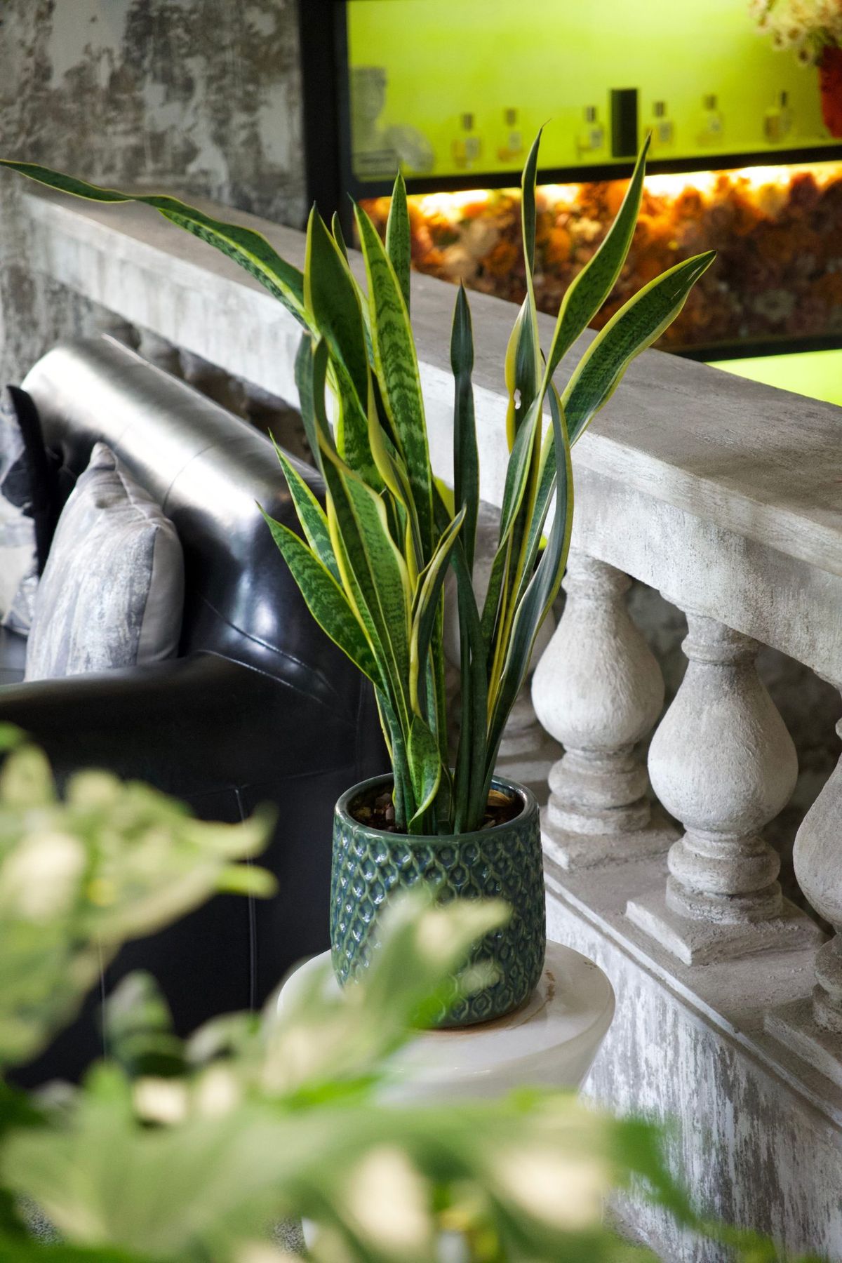 Stylish indoor snake plant in a textured pot adds greenery to a modern interior setting.