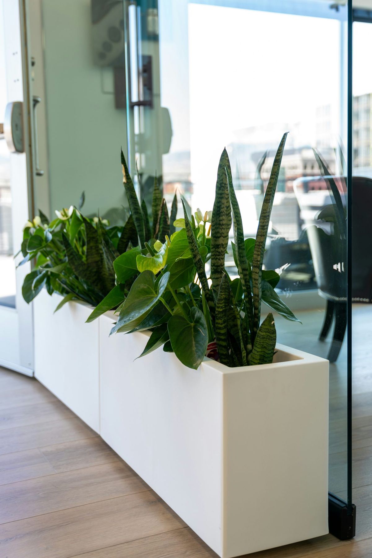 Tall snake plants and glossy anthurium leaves bring a touch of calm and vitality to this polished corner of the Deliberate Directions office. Housed in sleek white planters beside a glass wall, the gr