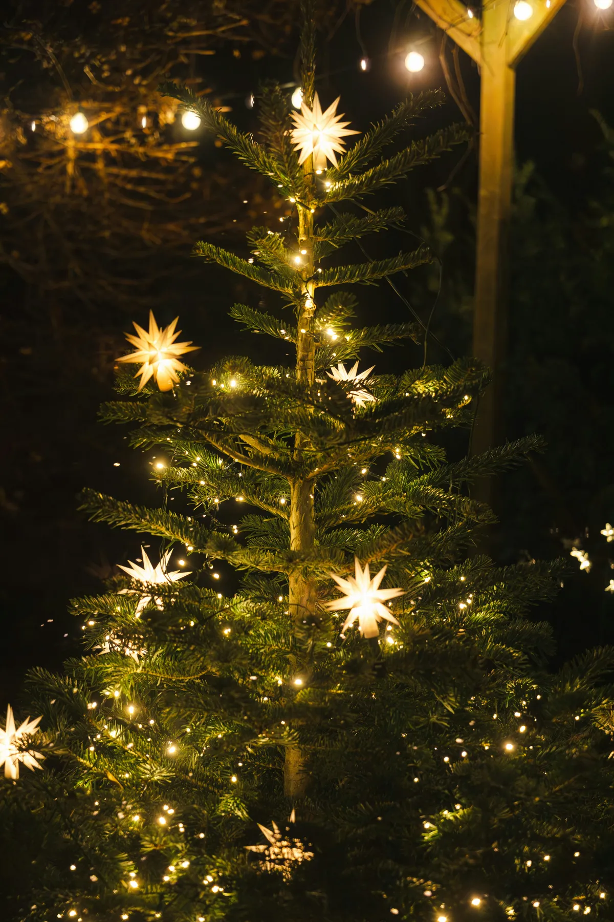 The picture shows a decorated Christmas tree outdoors, adorned with a string of lights and stars