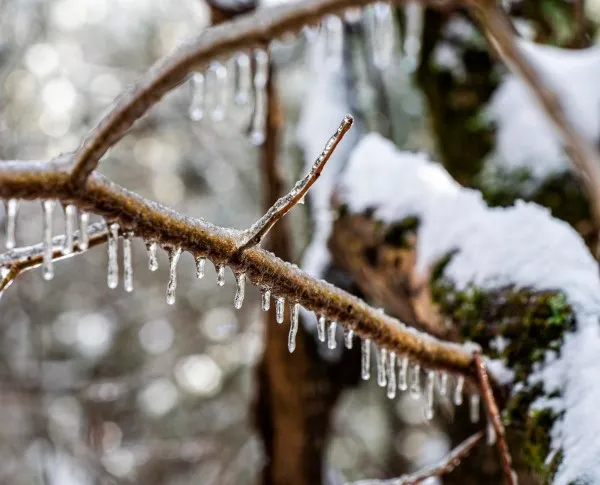 The Polar Vortex: Homeowners Discovering Which Trees and Shrubs Survived Last Winter's Drastic Freeze - The Murfreesboro Pulse